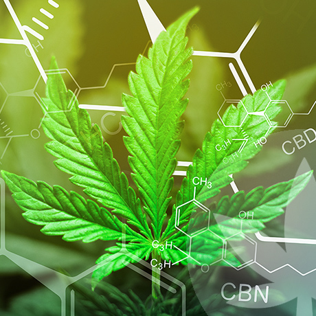 CBN och CBD: Vad är skillnaden?