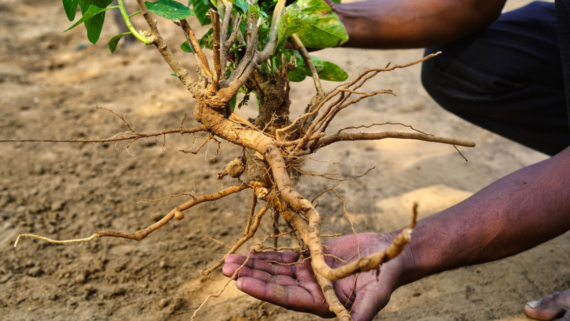 Ashwagandha Fördelar, dosering och säkerhetstips