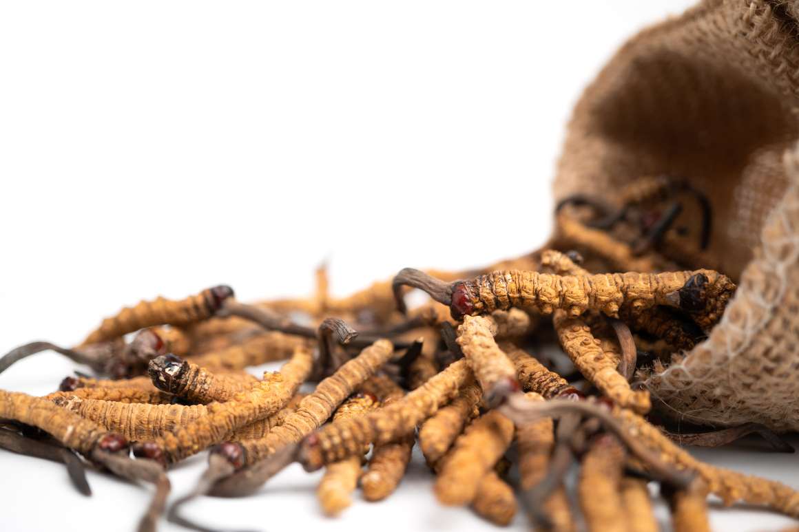 Cordyceps : Hälsofördelar