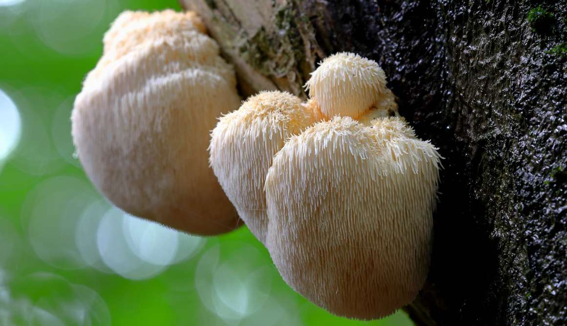 Lion's Mane svamp: 9 hälsofördelar och mer