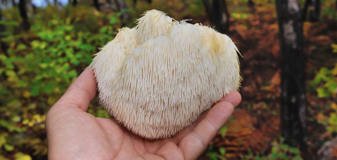 Vilka är fördelarna med att ta Lion's Mane?