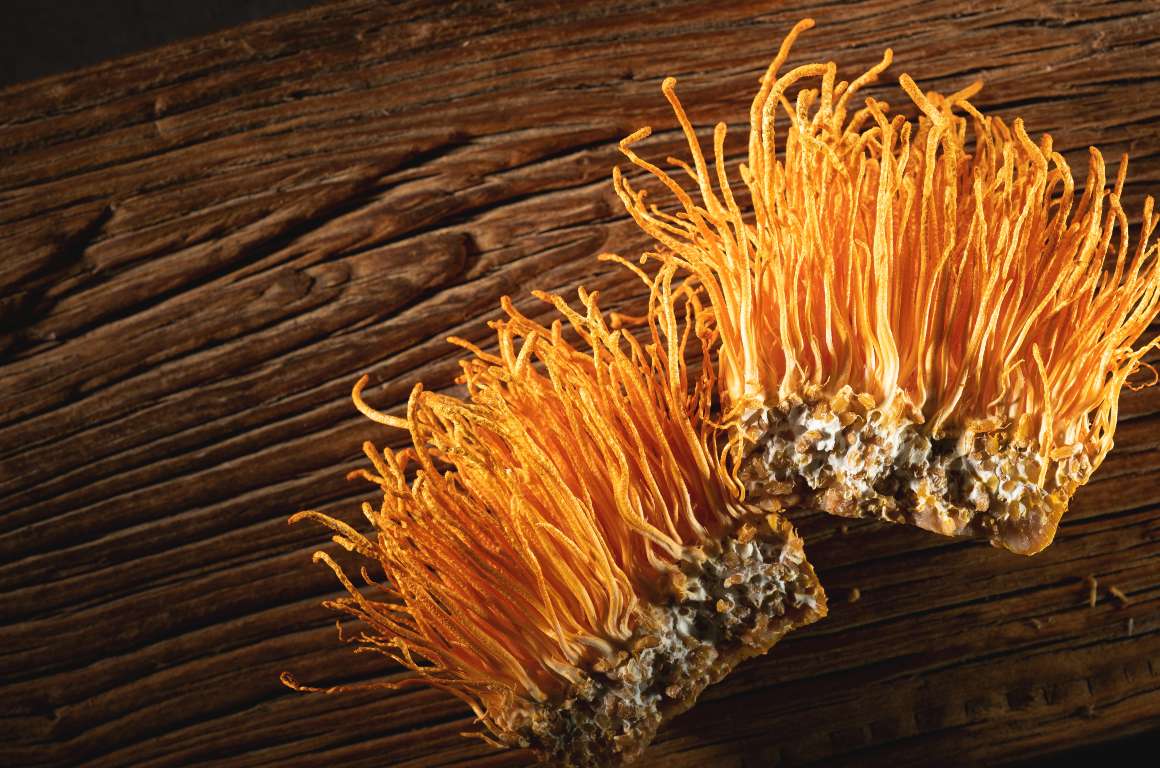 Cosa fa il cordyceps al cervello?