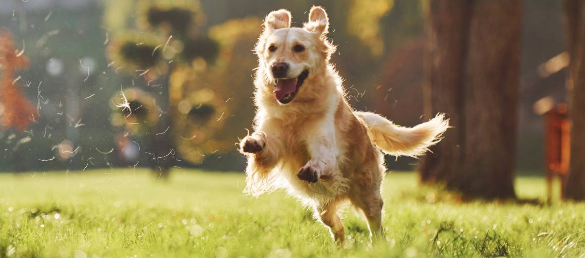 Quanto tempo impiega il cbd per calmare un cane?