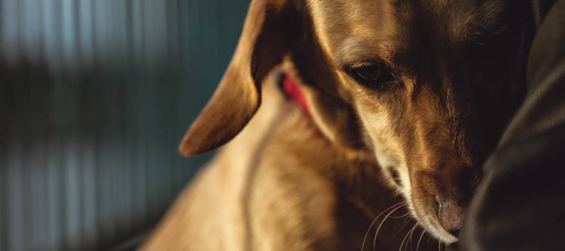 Posso dare al mio cane l'olio di cbd per l'ansia?