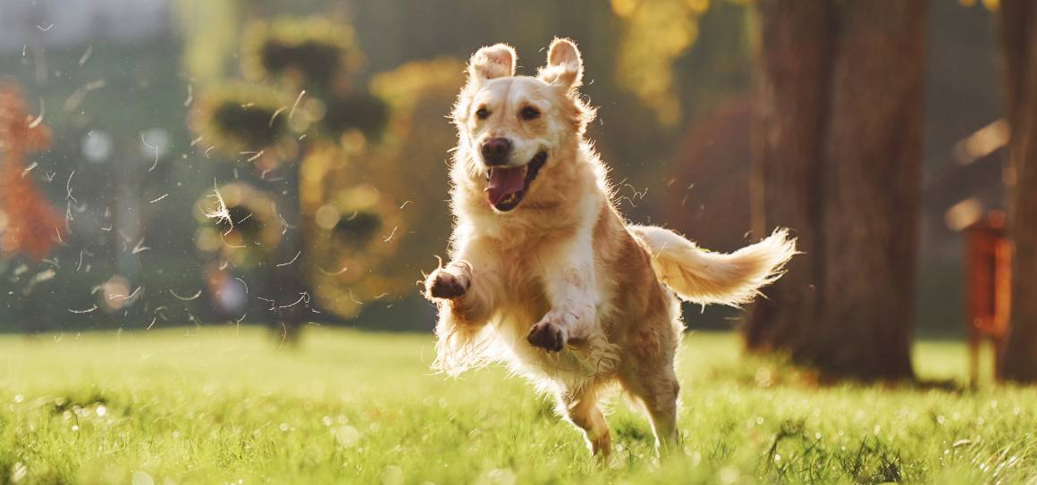 Il cbd può calmare un cane iperattivo?