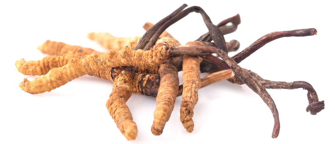 Quanto tempo ci vuole per vedere i risultati del cordyceps?