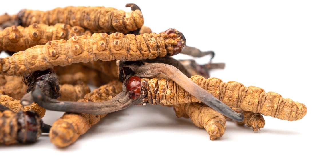 Può assumere il cordyceps ogni giorno?