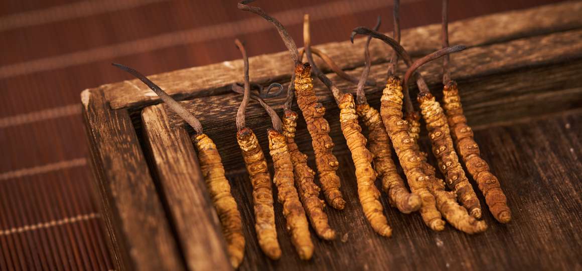 Ska cordyceps tas på fastande mage eller tillsammans med mat?